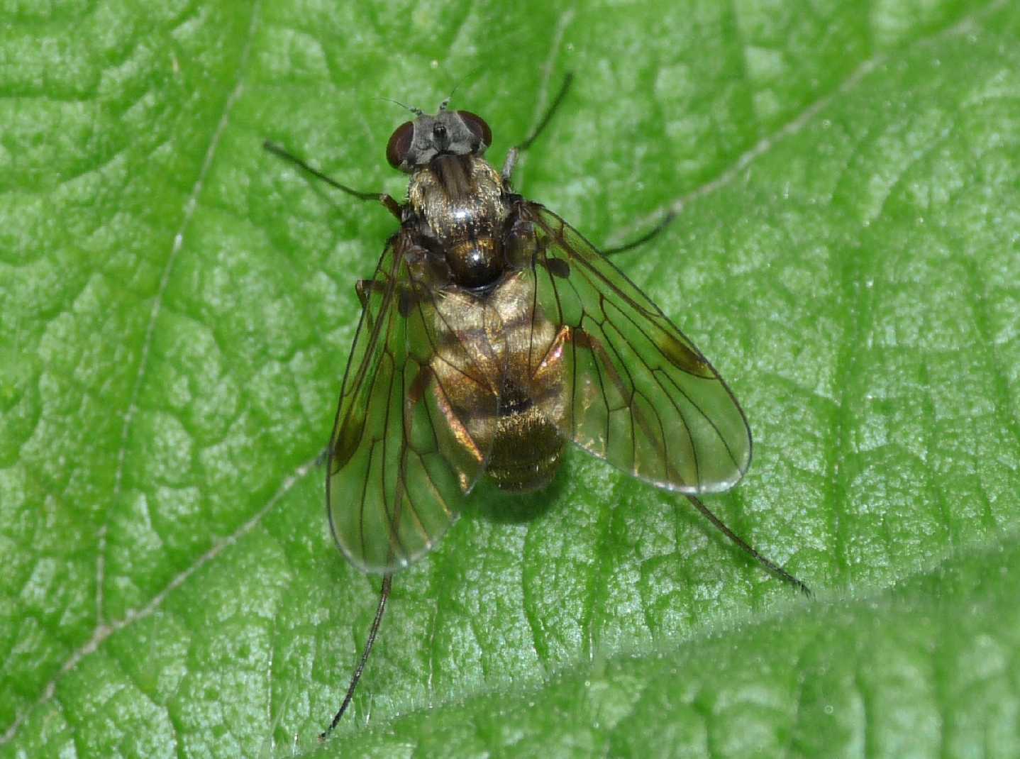 Chrysopilus cristatus ♀ (Rhagionidae).